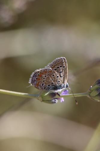 Polyommatus icarus